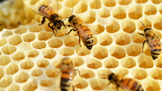 How Bees Create Honey