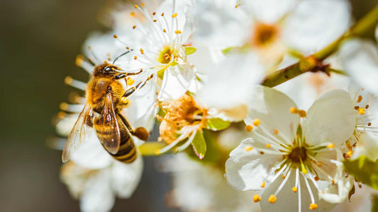 The Crucial Role of Bees in Our Ecosystem