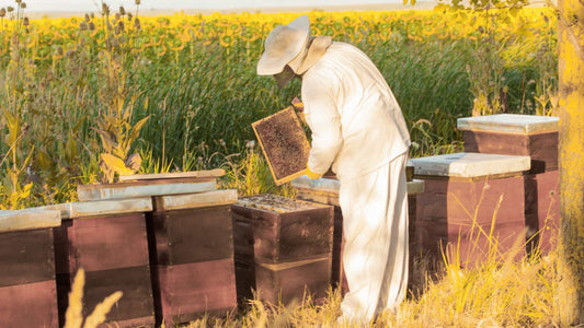 Why Choosing Local Raw Honey is a Must for Honey Lovers