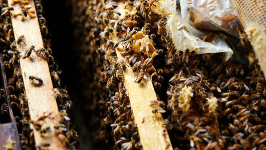bees on a honeycomb