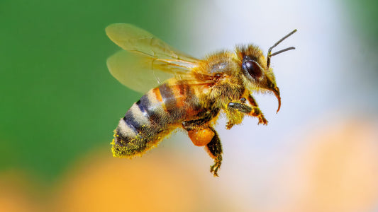bee