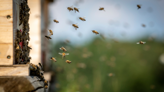 The Honeybee Code: How Bees Communicate with Dance Moves