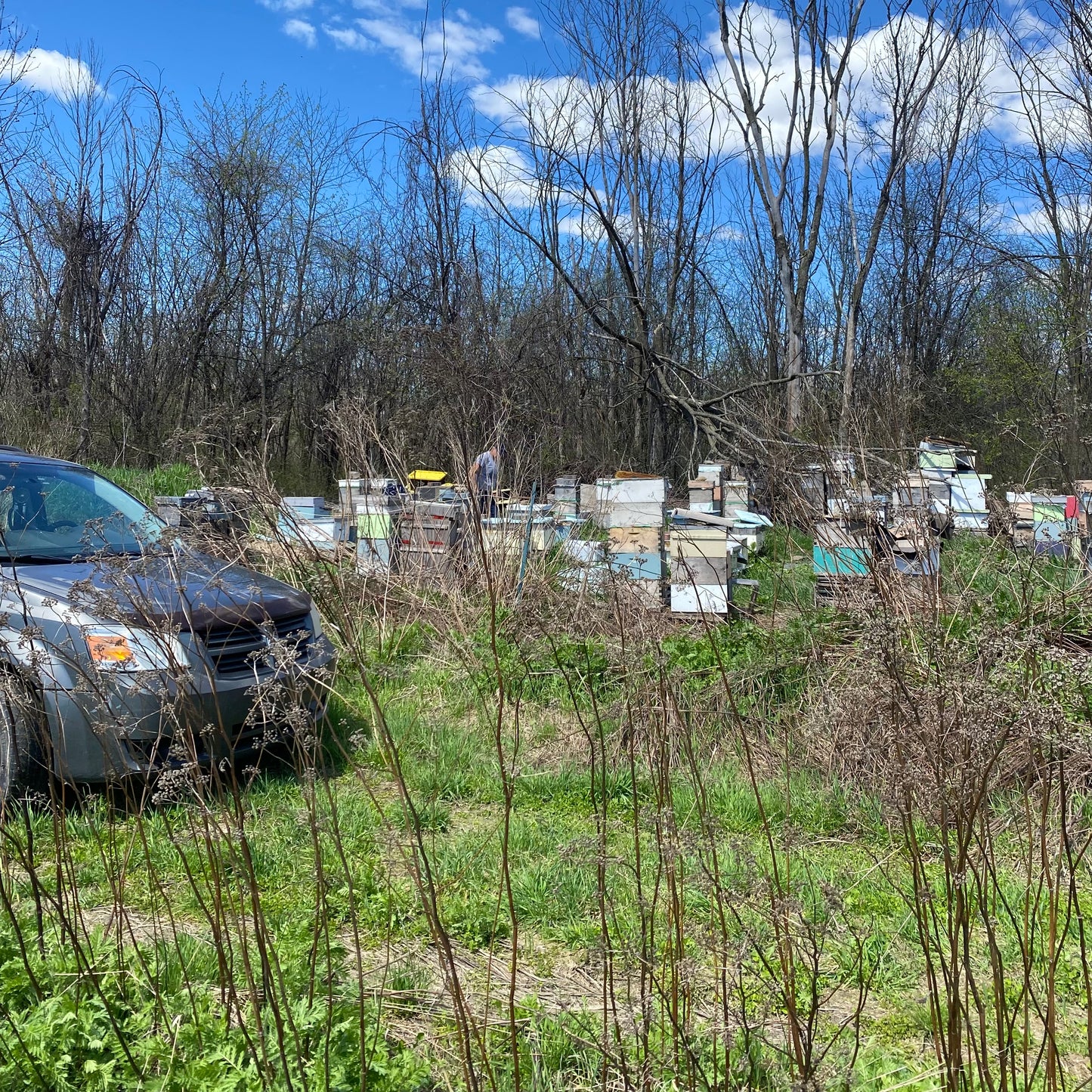 Professional Beekeeping Consultation (30 min.)