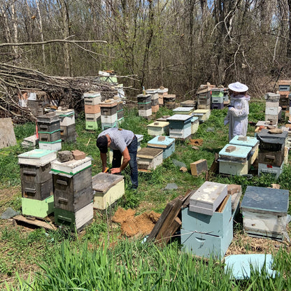 Professional Beekeeping Consultation (30 min.)