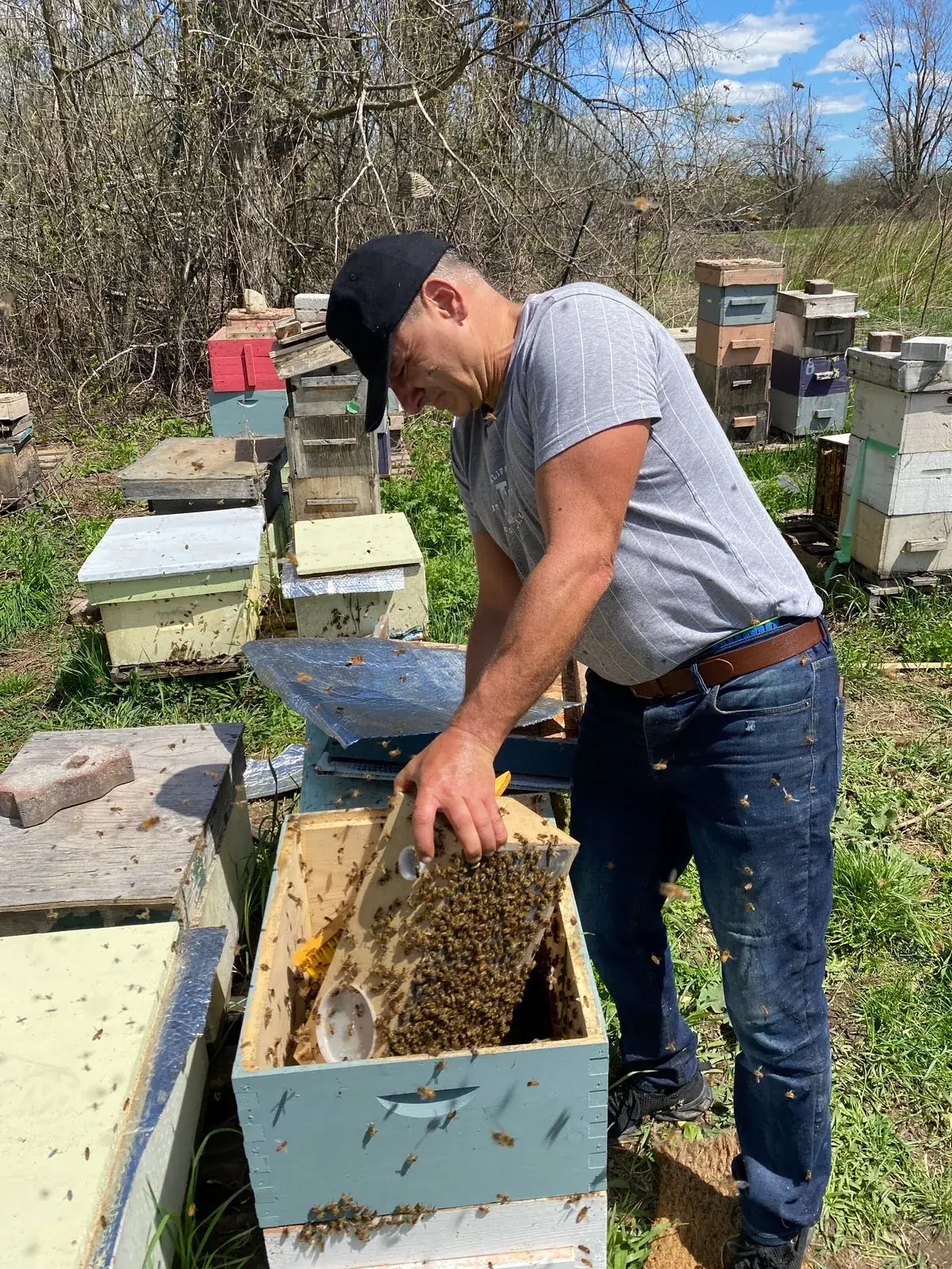 Todor, master beekeeper at Miel D'or, tending his hives